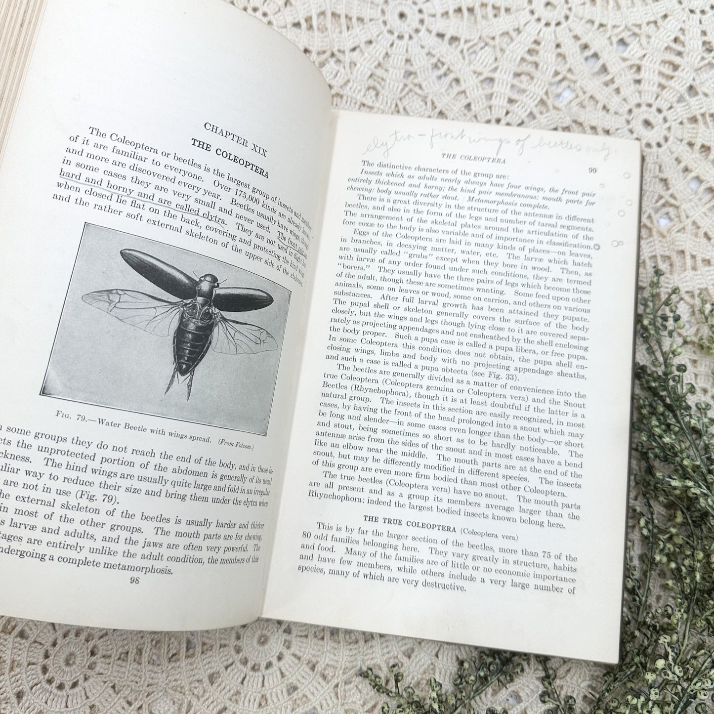 Applied Entomology by H.T. Fernald, Ph.D