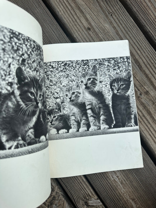 Book of Cat Photography