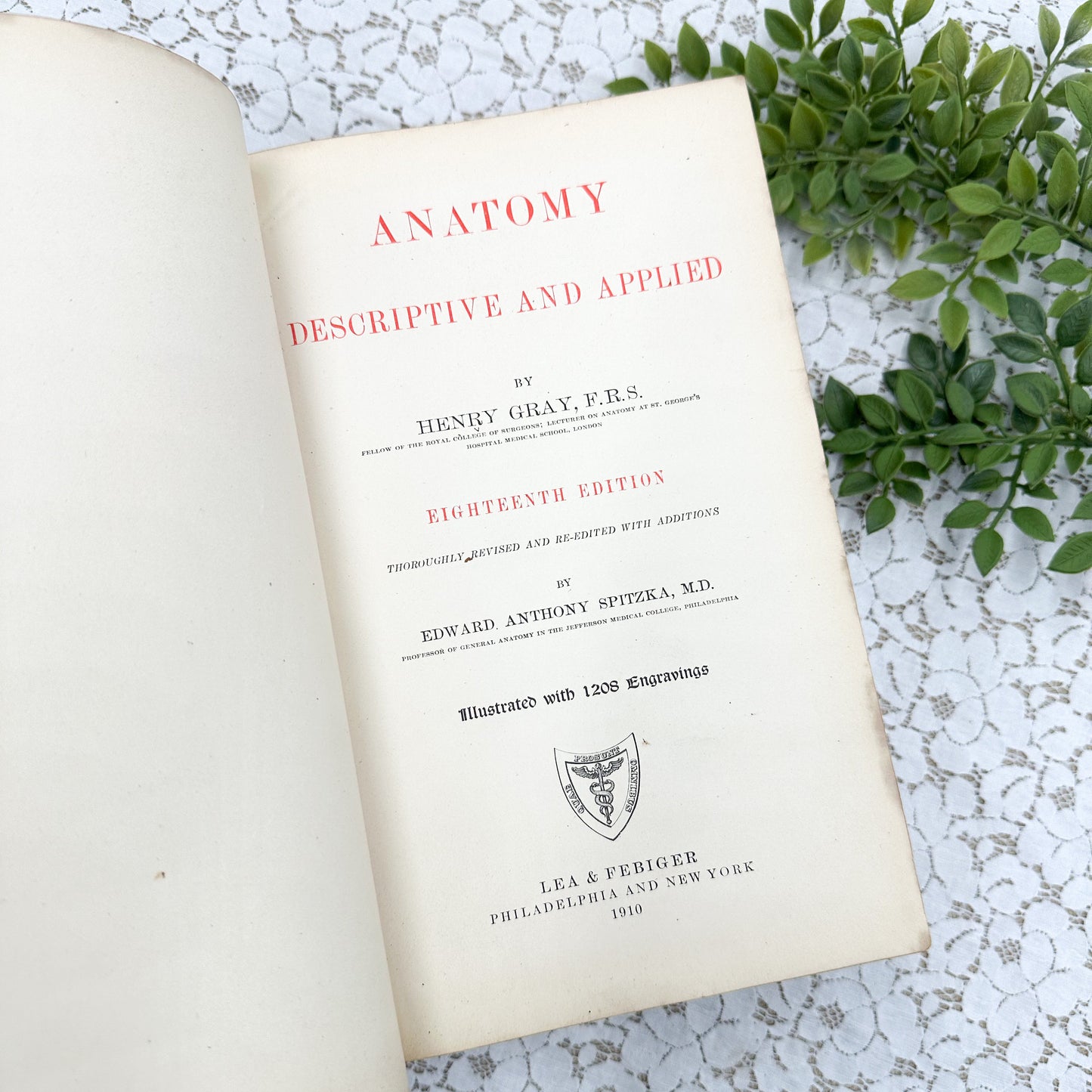 Gray's Anatomy by Edward Anthony Spitzka