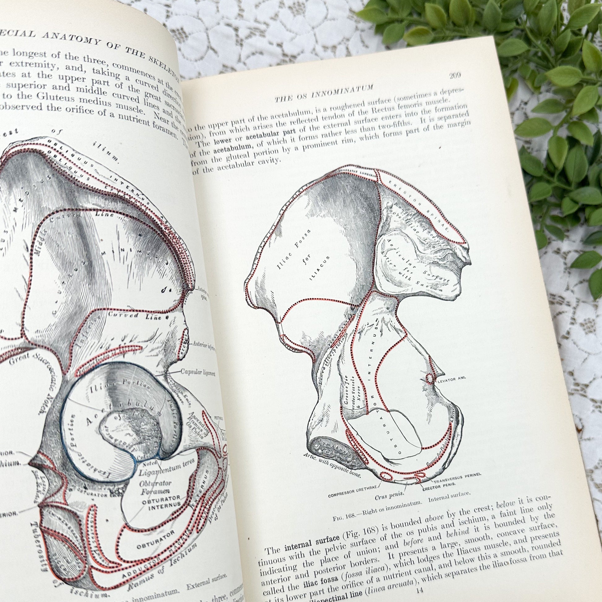 Gray's Anatomy by Edward Anthony Spitzka