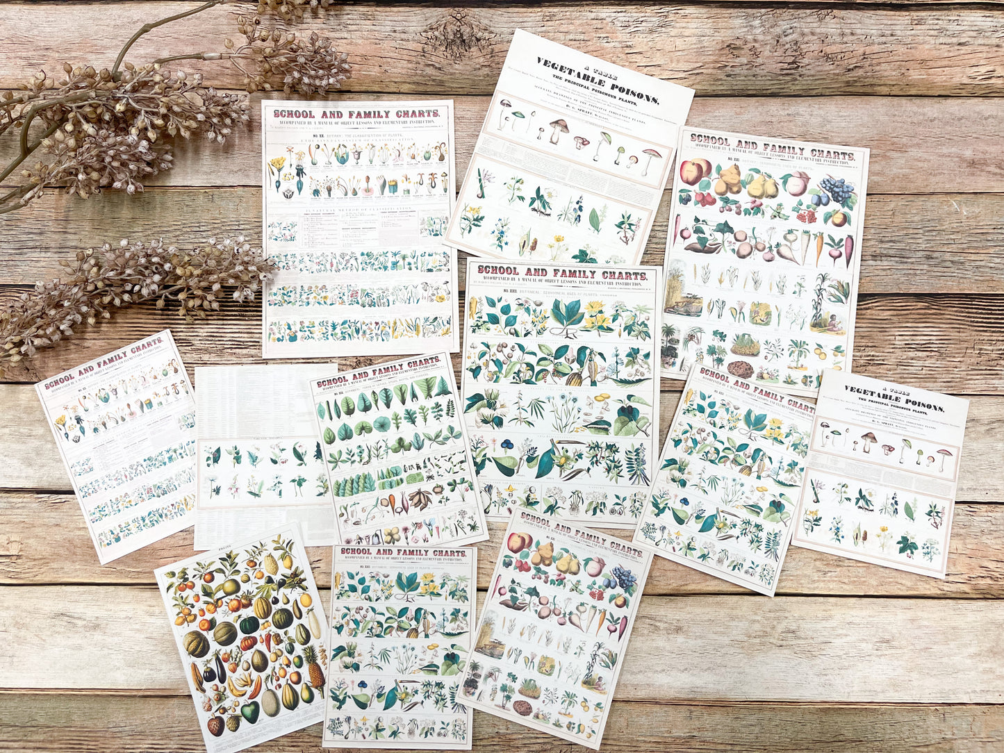 Reproduction Ephemera Botany