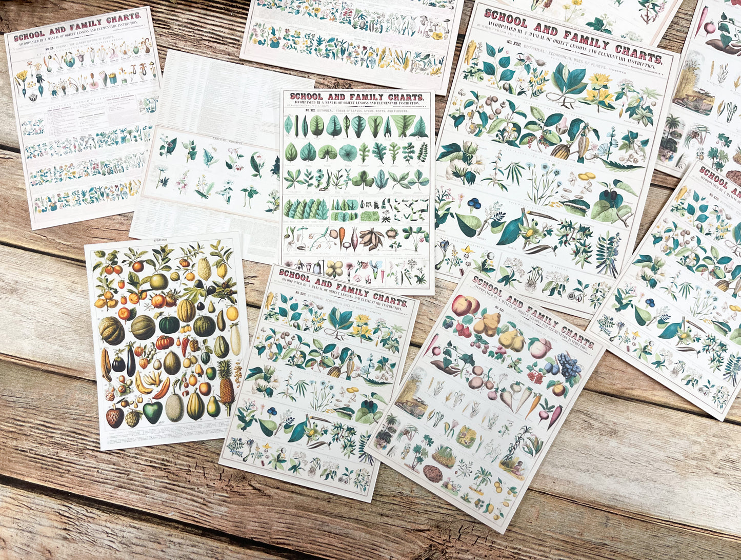 Reproduction Ephemera Botany