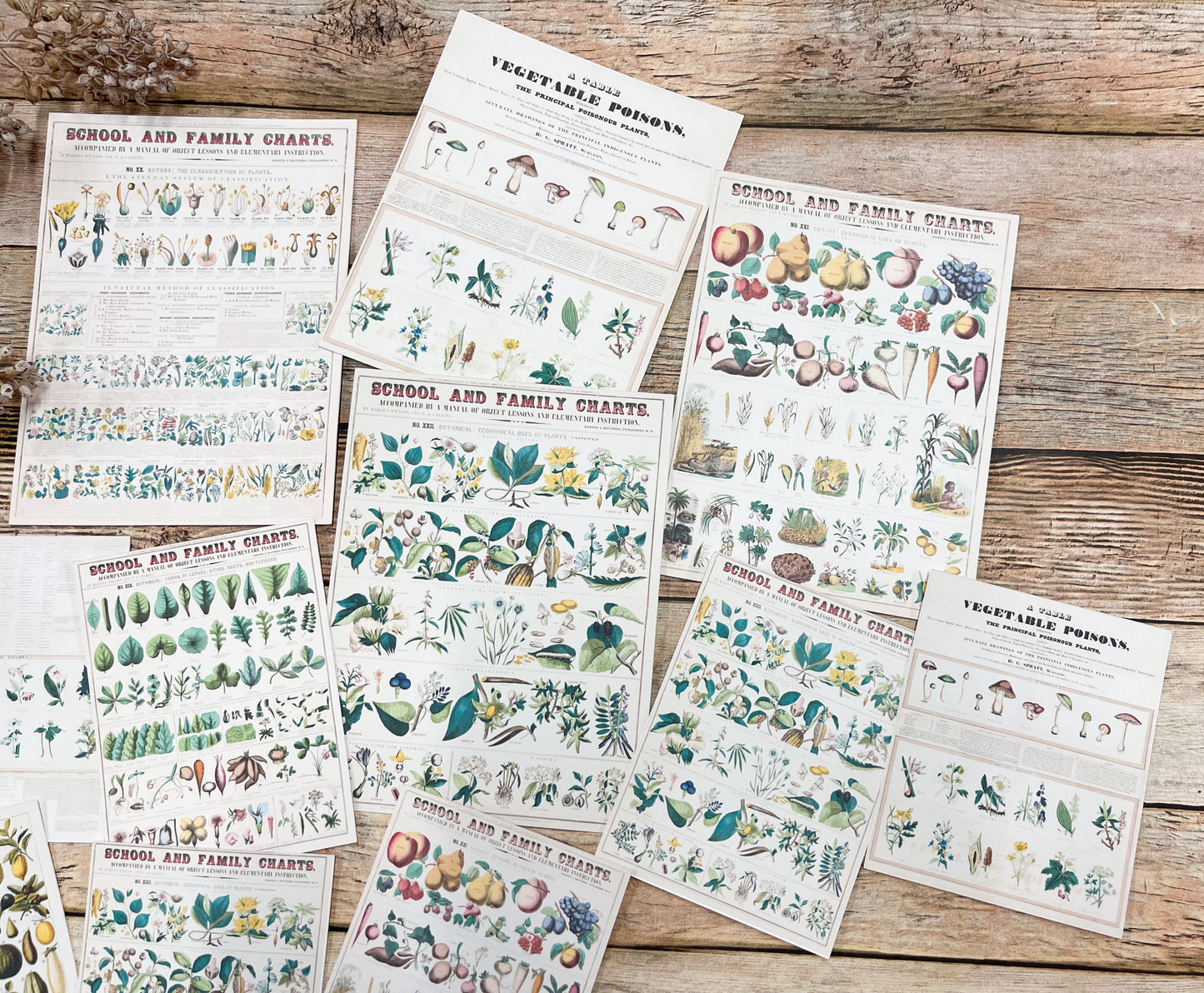 Reproduction Ephemera Botany