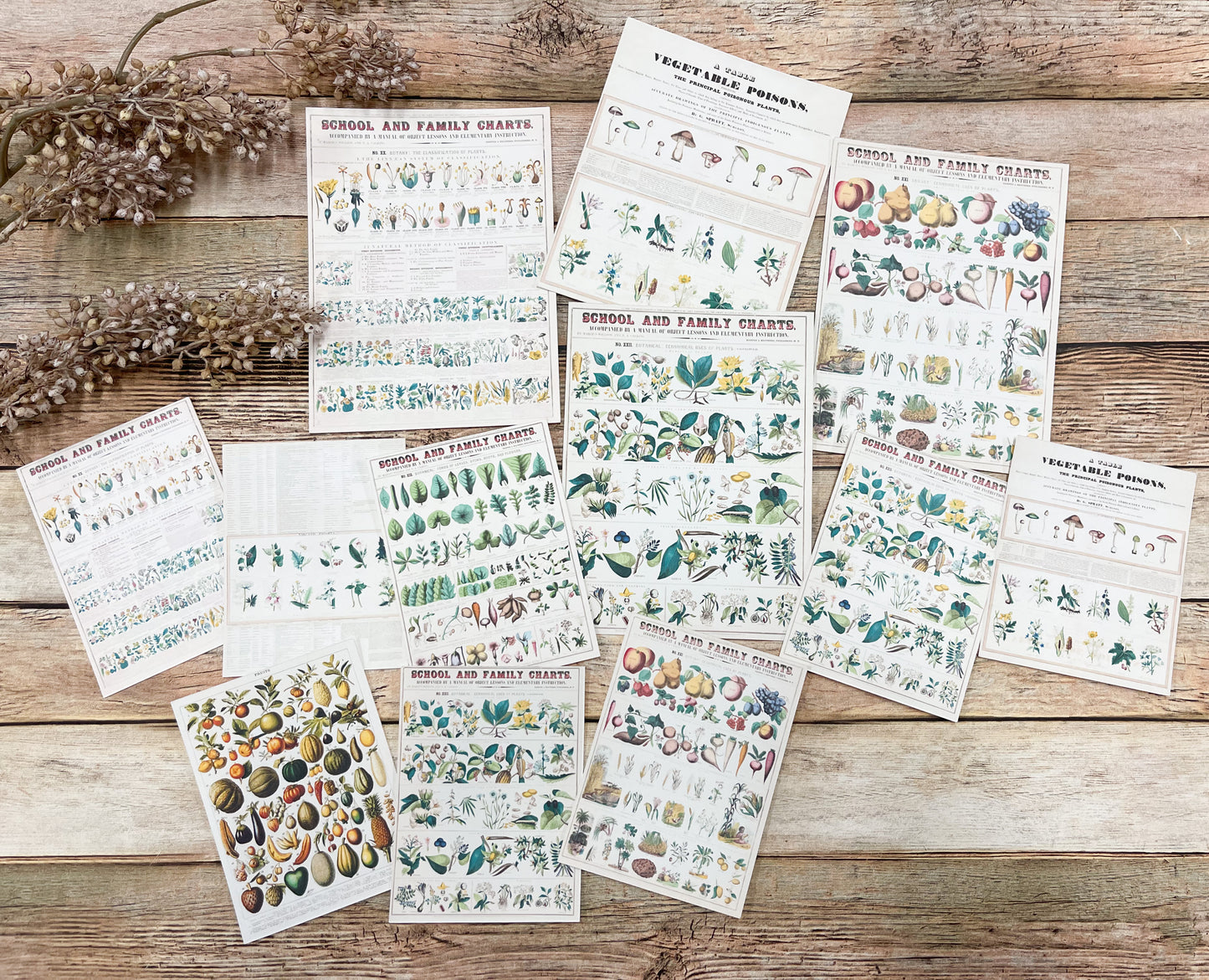 Reproduction Ephemera Botany