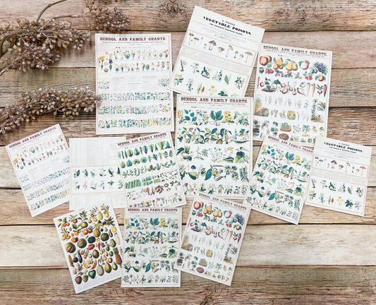 Reproduction Ephemera Botany