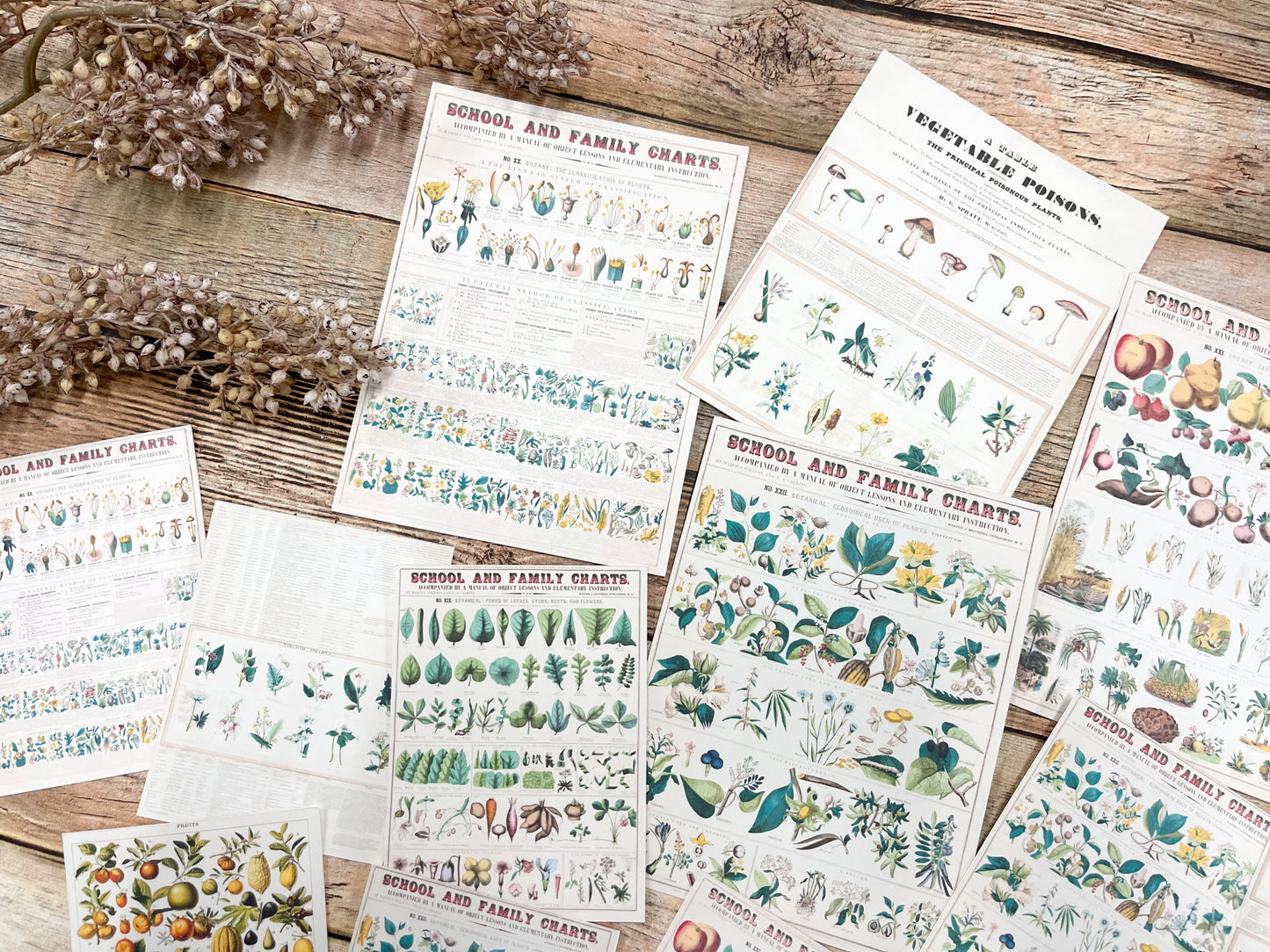 Reproduction Ephemera Botany